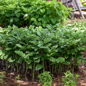 Polygonatum odoratum Variegatum - Solomon's Seal Perennial Live Plant - 5.25" Pot - Image 1