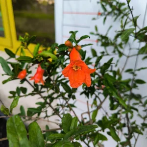 Pomegranate Live Plant – 6-8in Tall, 4in Pot – Fruit Tree for Home Garden - Image 2