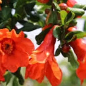 Pomegranate Live Plant – 6-8in Tall, 4in Pot – Fruit Tree for Home Garden - Image 3