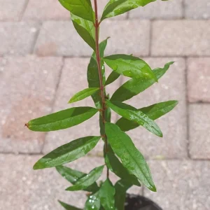 Pomegranate Live Plant – 6-8in Tall, 4in Pot – Fruit Tree for Home Garden - Image 4