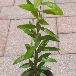 Pomegranate Live Plant – 6-8in Tall, 4in Pot – Fruit Tree for Home Garden - Image 5