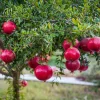 Pomegranate Live Plant – 6-8in Tall, 4in Pot – Fruit Tree for Home Garden - Image 1