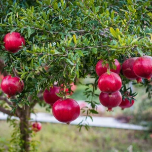 Pomegranate Live Plant – 6-8in Tall, 4in Pot – Fruit Tree for Home Garden - Image 1