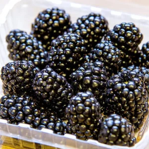 Ponca Thornless Blackberry Live Plant - 5.25