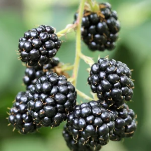 Ponca Thornless Blackberry Live Plant - 5.25