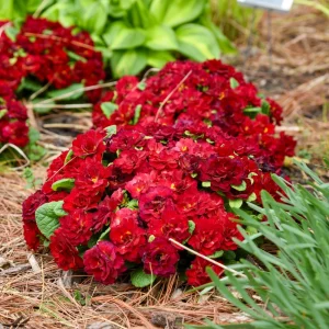 Primula Belarina Valentine Well Rooted 5.25" Pot Perennial Plant Primrose - Image 2