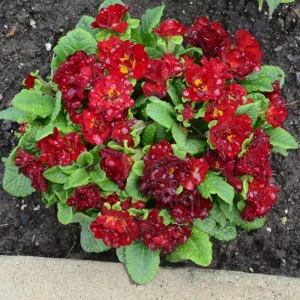 Primula Belarina Valentine Well Rooted 5.25