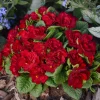 Primula Belarina Valentine Well Rooted 5.25" Pot Perennial Plant Primrose - Image 1