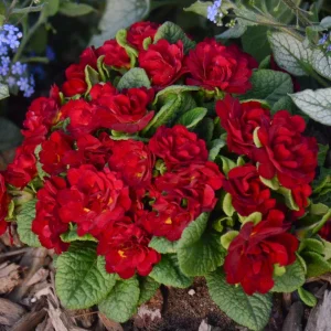 Primula Belarina Valentine Well Rooted 5.25" Pot Perennial Plant Primrose - Image 1