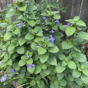 Purple Barleria Live Plant – 1 Gallon Pot – Outdoor Shrub - Image 2