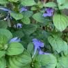 Purple Barleria Live Plant – 1 Gallon Pot – Outdoor Shrub - Image 1