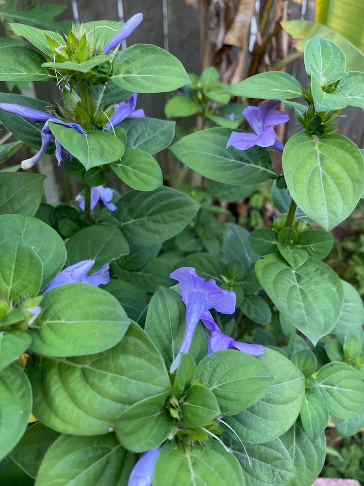Purple Barleria Live Plant – Flowering Shrub – Half Gallon Pot - Image 1