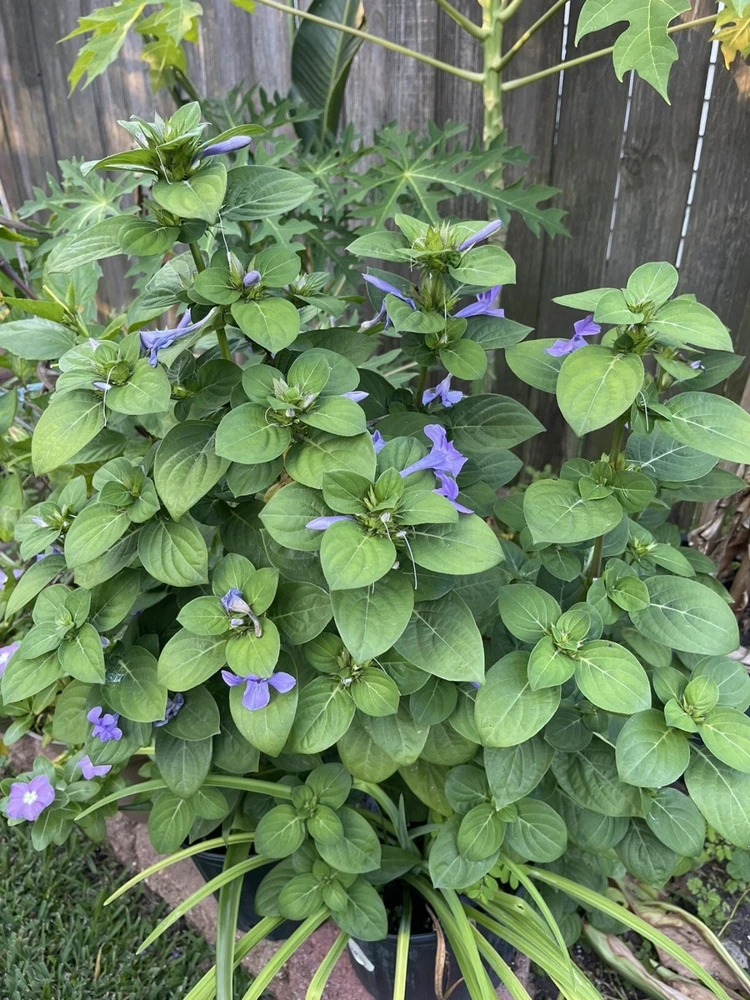 Purple Barleria Live Plant – Flowering Shrub – Half Gallon Pot - Image 2