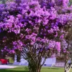 Purple Crape Myrtle 18-24