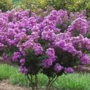 Purple Crape Myrtle Live Plant 12-18