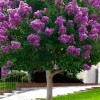 Purple Crape Myrtle Live Plant 12-18" – Violet Purple Flowers – 2.5" Pot - Image 1