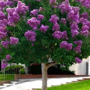 Purple Crape Myrtle Live Plant 12-18" – Violet Purple Flowers – 2.5" Pot - Image 1