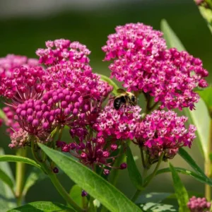 Purple Milkweed Live Plant 4in Pot - Perennial Flower for Butterflies - Image 2