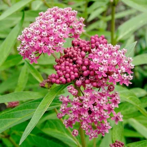 Purple Milkweed Live Plant 4in Pot - Perennial Flower for Butterflies - Image 1