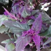 Purple Passion Gynura Live Plant – Velvet Leaf Ornamental Houseplant – Indoor - Image 1