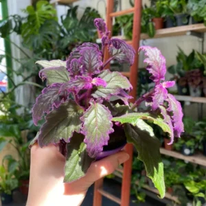 Purple Passion Gynura Live Plant – Velvet Leaf Ornamental Houseplant – Indoor - Image 2