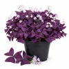 Purple Shamrock Live Plant – 3.5 Inch Pot – Indoor & Outdoor Foliage - Image 1