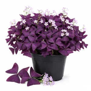 Purple Shamrock Live Plant – 3.5 Inch Pot – Indoor & Outdoor Foliage - Image 1