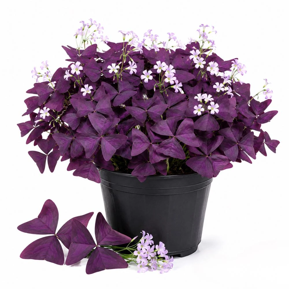 Purple Shamrock Live Plant – 3.5 Inch Pot – Indoor & Outdoor Foliage - Image 1