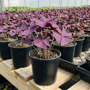 Purple Shamrock Live Plant – 3.5 Inch Pot – Indoor & Outdoor Foliage - Image 2