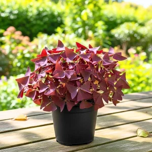 Purple Shamrock Live Plant – 3.5 Inch Pot – Indoor & Outdoor Foliage - Image 3
