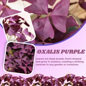 Purple Shamrock Live Plant – 3.5 Inch Pot – Indoor & Outdoor Foliage - Image 4