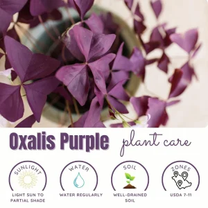 Purple Shamrock Live Plant – 3.5 Inch Pot – Indoor & Outdoor Foliage - Image 5