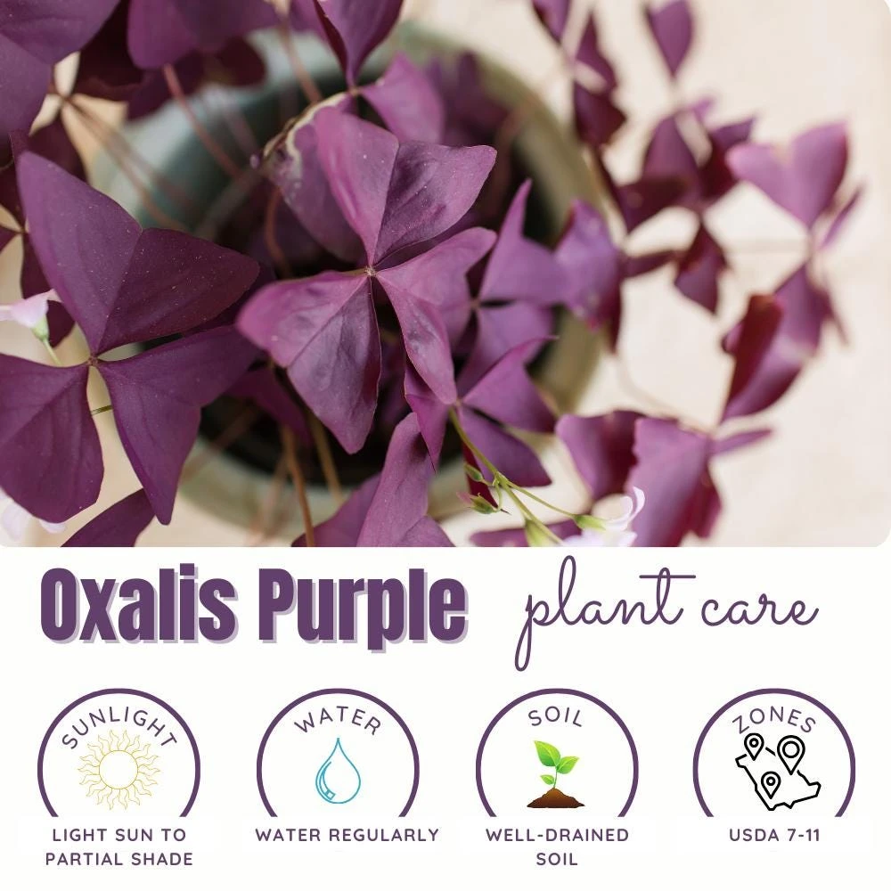 Purple Shamrock Live Plant – 3.5 Inch Pot – Indoor & Outdoor Foliage - Image 5