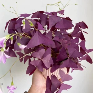 Purple Shamrock Live Plant – 3.5 Inch Pot – Indoor & Outdoor Foliage - Image 6
