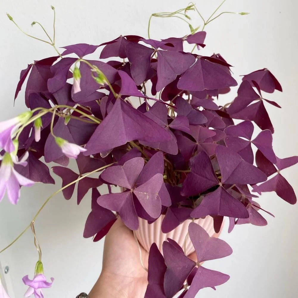 Purple Shamrock Live Plant – 3.5 Inch Pot – Indoor & Outdoor Foliage - Image 6