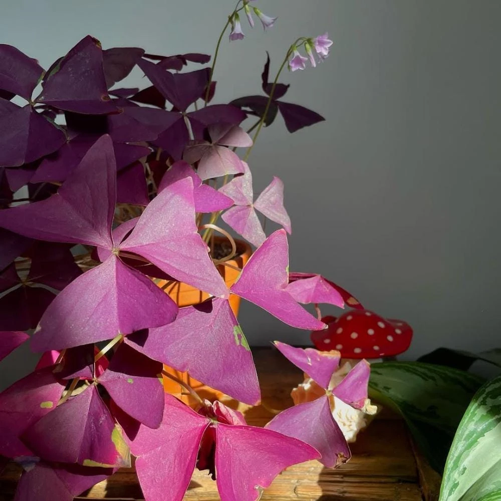Purple Shamrock Live Plant – 3.5 Inch Pot – Indoor & Outdoor Foliage - Image 7