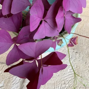 Purple Shamrock Live Plant – 3.5 Inch Pot – Indoor & Outdoor Foliage - Image 8