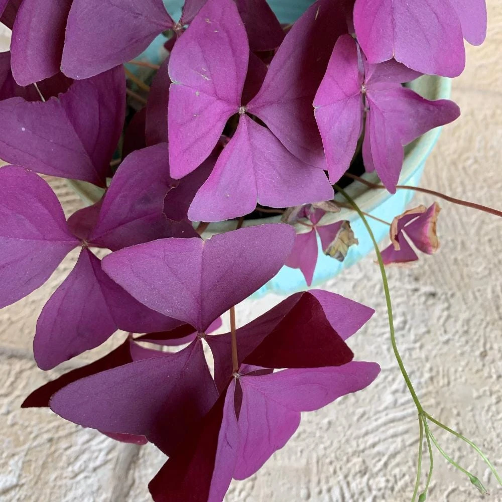 Purple Shamrock Live Plant – 3.5 Inch Pot – Indoor & Outdoor Foliage - Image 8