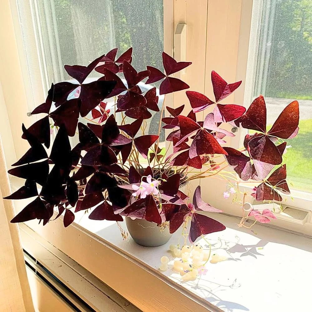 Purple Shamrock Live Plant – 3.5 Inch Pot – Indoor & Outdoor Foliage - Image 9
