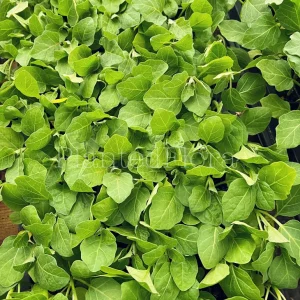 Purple Thai Eggplant Live Seedlings - 4 Pack Starter Plants for Garden - Image 2