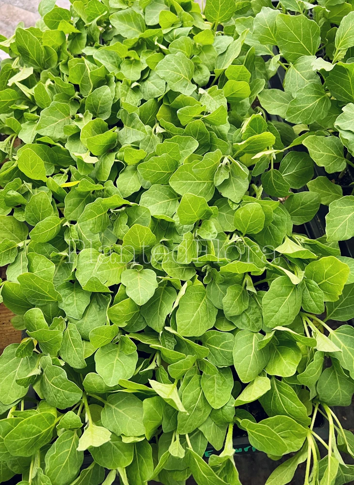 Purple Thai Eggplant Live Seedlings - 4 Pack Starter Plants for Garden - Image 2