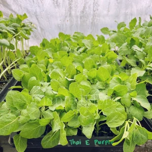 Purple Thai Eggplant Live Seedlings - 4 Pack Starter Plants for Garden - Image 1