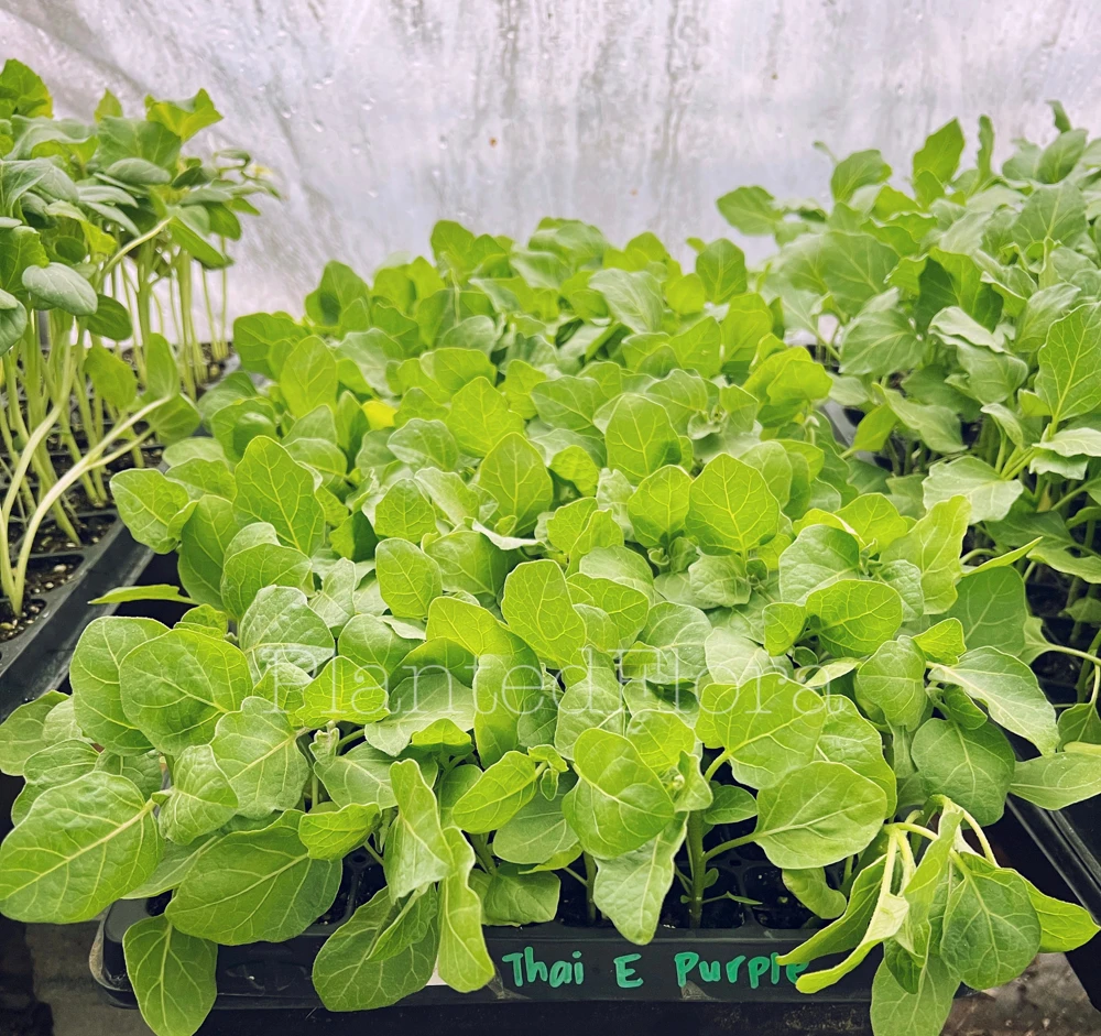 Purple Thai Eggplant Live Seedlings - 4 Pack Starter Plants for Garden - Image 1