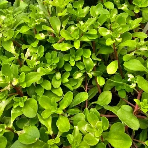 Purslane, Edible- Kuab Nplais Taub- 2.5 Pot - Image 1
