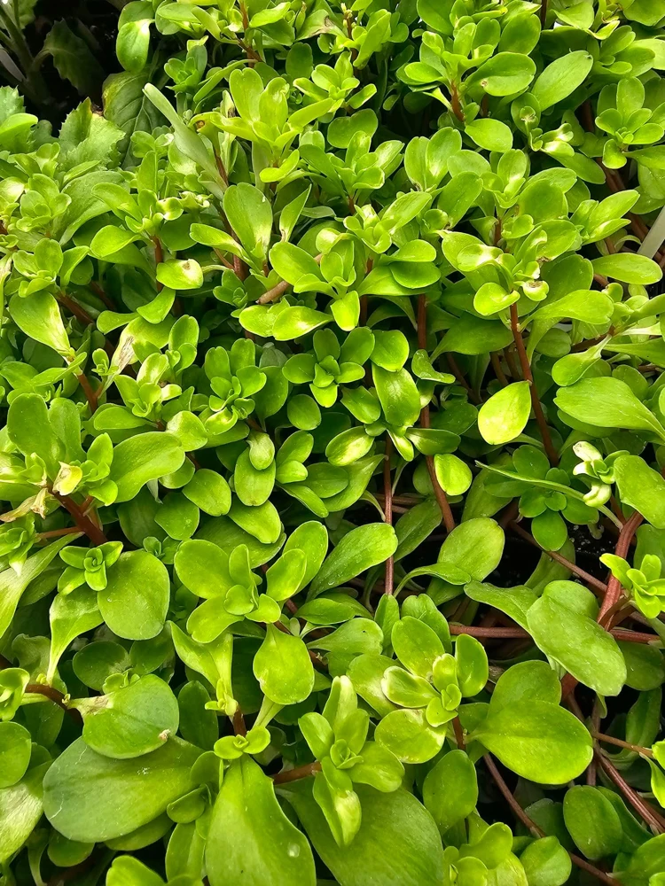 Purslane, Edible- Kuab Nplais Taub- 2.5 Pot - Image 1