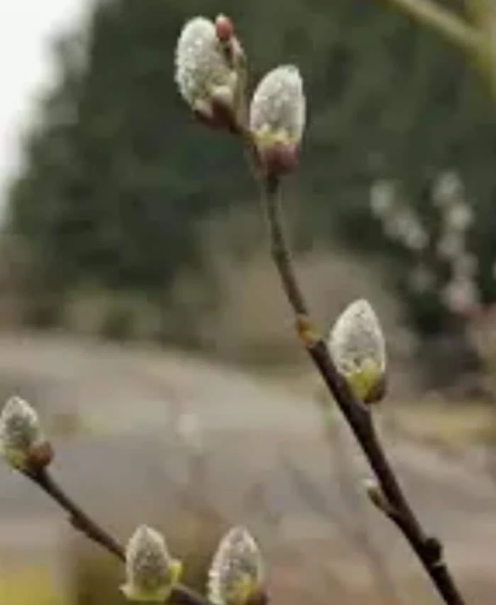 Pussy Willow Live Plant 2-3 ft Tall, Native Shrub Salix Discolor, Quart Pot, Outdoor - Image 2