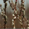 Pussy Willow Live Plant 2-3 ft Tall, Native Shrub Salix Discolor, Quart Pot, Outdoor - Image 1
