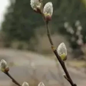Pussy Willow Live Plant (Salix discolor) – 12-18