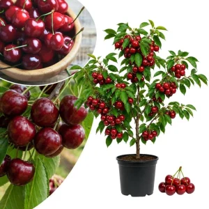 Rainier Sweet Cherry Tree Live Plant, Cold Hardy Cherry Tree, 1.5-2.5 Ft | 2 Year Old, Summer Fruit, Spring Blossoms, Backyard Orchard, Well-Rooted Tree, Home Garden, Cold Hardy, Patio Containers - Image 2