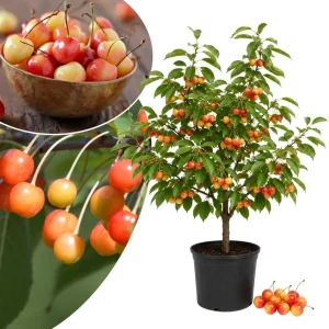Rainier Sweet Cherry Tree Live Plant, Cold Hardy Cherry Tree, 1.5-2.5 Ft | 2 Year Old, Summer Fruit, Spring Blossoms, Backyard Orchard, Well-Rooted Tree, Home Garden, Cold Hardy, Patio Containers - Image 3
